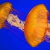 Atlantic Sea Nettle Jellyfish painting by numbers
