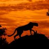 Big Cat Cheetah Silhouette paint by numbers