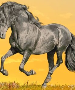 Black Horse Running painting by numbers