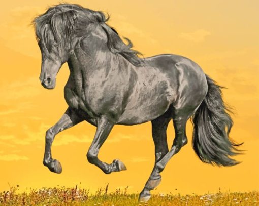 Black Horse Running painting by numbers