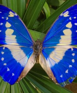 Blue Morpho Cypris paint by numbers