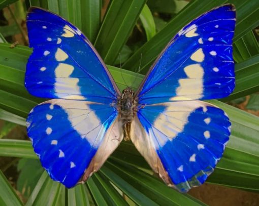 Blue Morpho Cypris paint by numbers
