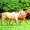 Brown And Blonde Stallion Horses paint by numbers