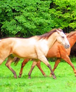 Brown And Blonde Stallion Horses paint by numbers