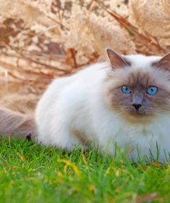 White Birman Cat paint by numbers