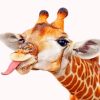 Crazy Giraffe paint by numbers