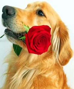 Brown Dog Holding Red Rose pain ting by numbers