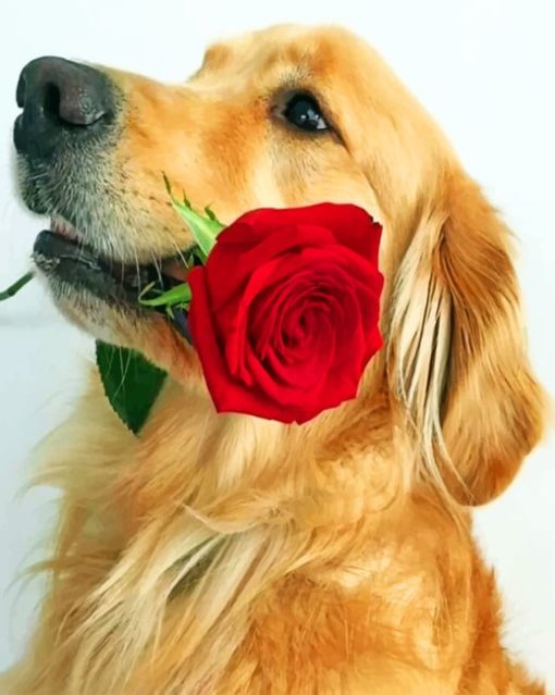 Brown Dog Holding Red Rose pain ting by numbers