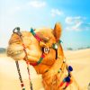 Desert Camel paint by numbers