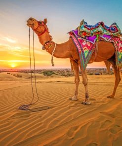 Camel At Sunset paint by numbers