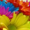 Bright Colorful Flowers paint by numbers