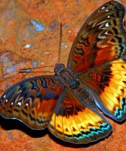 Euryphuraa Chalcis Butterfly painting by numbers