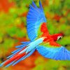 Flying Colorful Scarlet Macaw paint by numbers