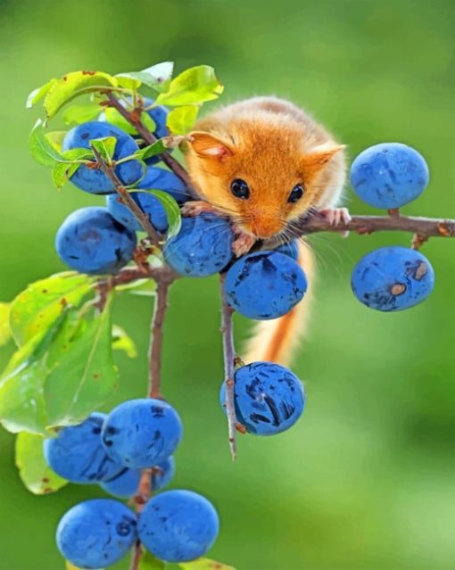 Hazel Dormouse paint by numbers