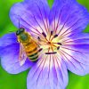 Honey Bee On Purple Flower paint by numbers