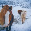 Horses In The Snow Of Iceland painting by numbers