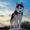 Husky Dog paint by numbers