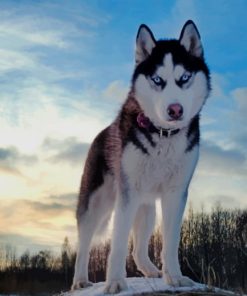 Husky Dog paint by numbers