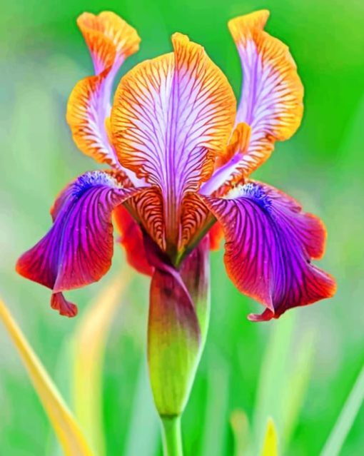 Iris Plant paint by numbers