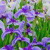 Iris Flower Field paint by numbers