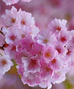 Pink Japanese Cherry Blossom painting by numbers