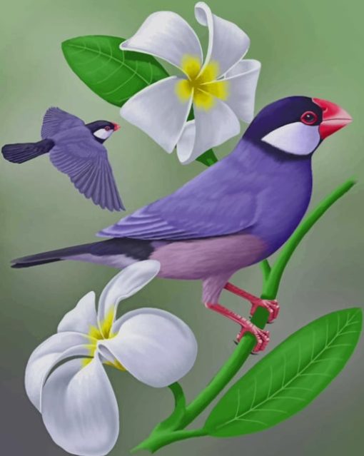 Java Sparrow paint by numbers