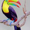Keel billed toucan paint by numbers