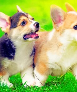 corgi puppies painting by numbers