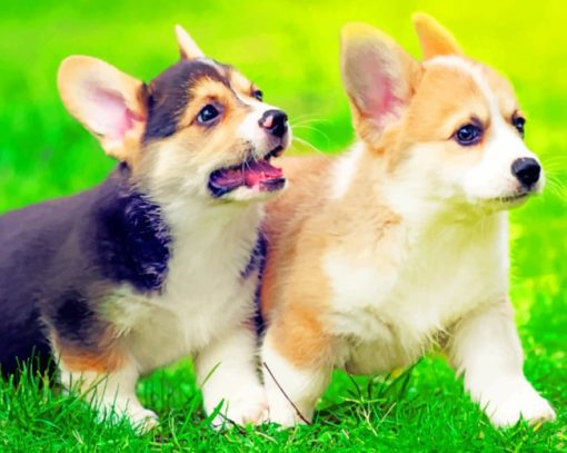 corgi puppies painting by numbers