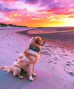 Labrador Dog Watching Sunset paint by numbers