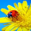 Ladybug On Yellow Flower paint by numbers