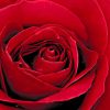 Red Rose painting by numbers