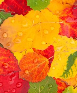 Autumn Colorful Foliage paint by numbers
