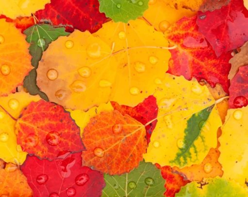 Autumn Colorful Foliage paint by numbers