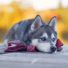 Husky Dog Laying paint by numbers