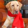 Dog In A Red Scarf paint by numbers