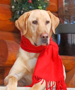 Dog In A Red Scarf paint by numbers
