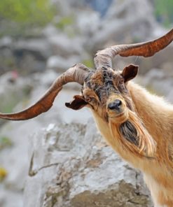 Goat With Big Horns paint by numbers
