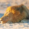 Lion Sleeping On The Sand paint by numbers