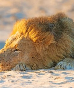 Lion Sleeping On The Sand paint by numbers