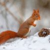 Red Squirrel In The Snow paint by numbers