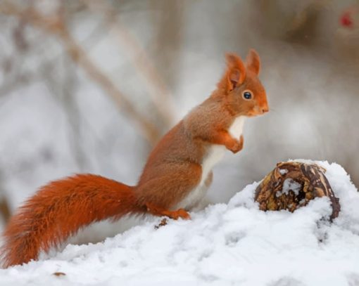 Red Squirrel In The Snow paint by numbers