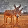 Two Donkeys And A Cloudy Sky paint by numbers
