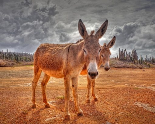 Two Donkeys And A Cloudy Sky paint by numbers