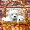 Maltese Puppies painting by numbers