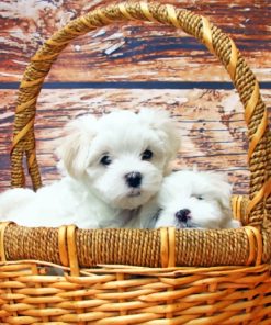 Maltese Puppies painting by numbers