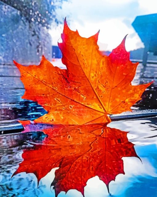 Maple Leaf Reflection paint by numbers