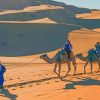 Moroccan Desert Camels paint by numbers