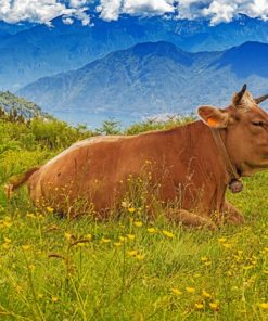 A Laying Cow And Mountains paint by numbers