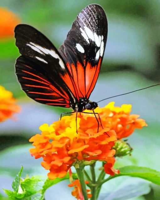 Orange And Black Butterfly paint by numbers